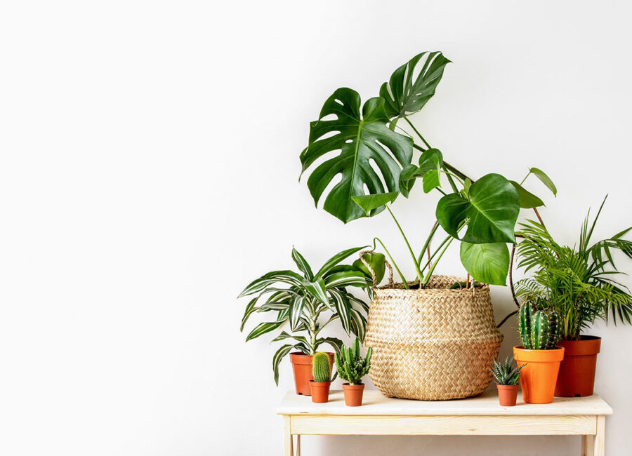 Apartment Plant