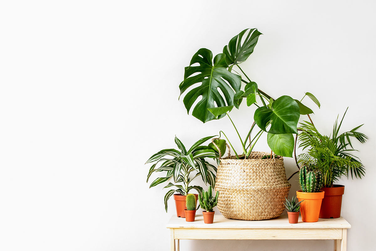 Apartment Plant