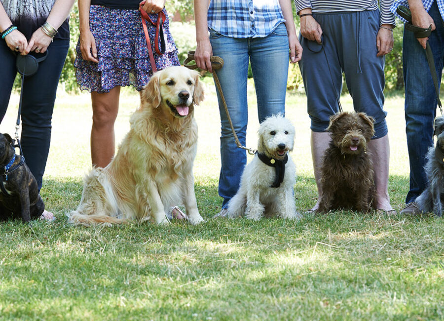 Dog Park