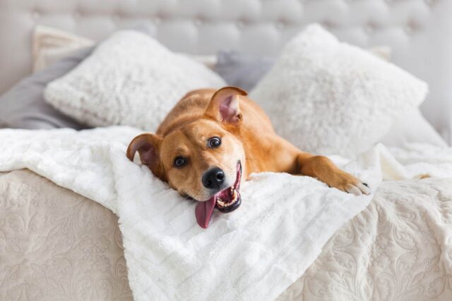 Cute golden dog with tongue sticking out while laying on the bed.