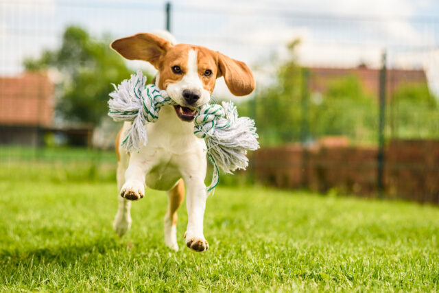 Dog playing at park